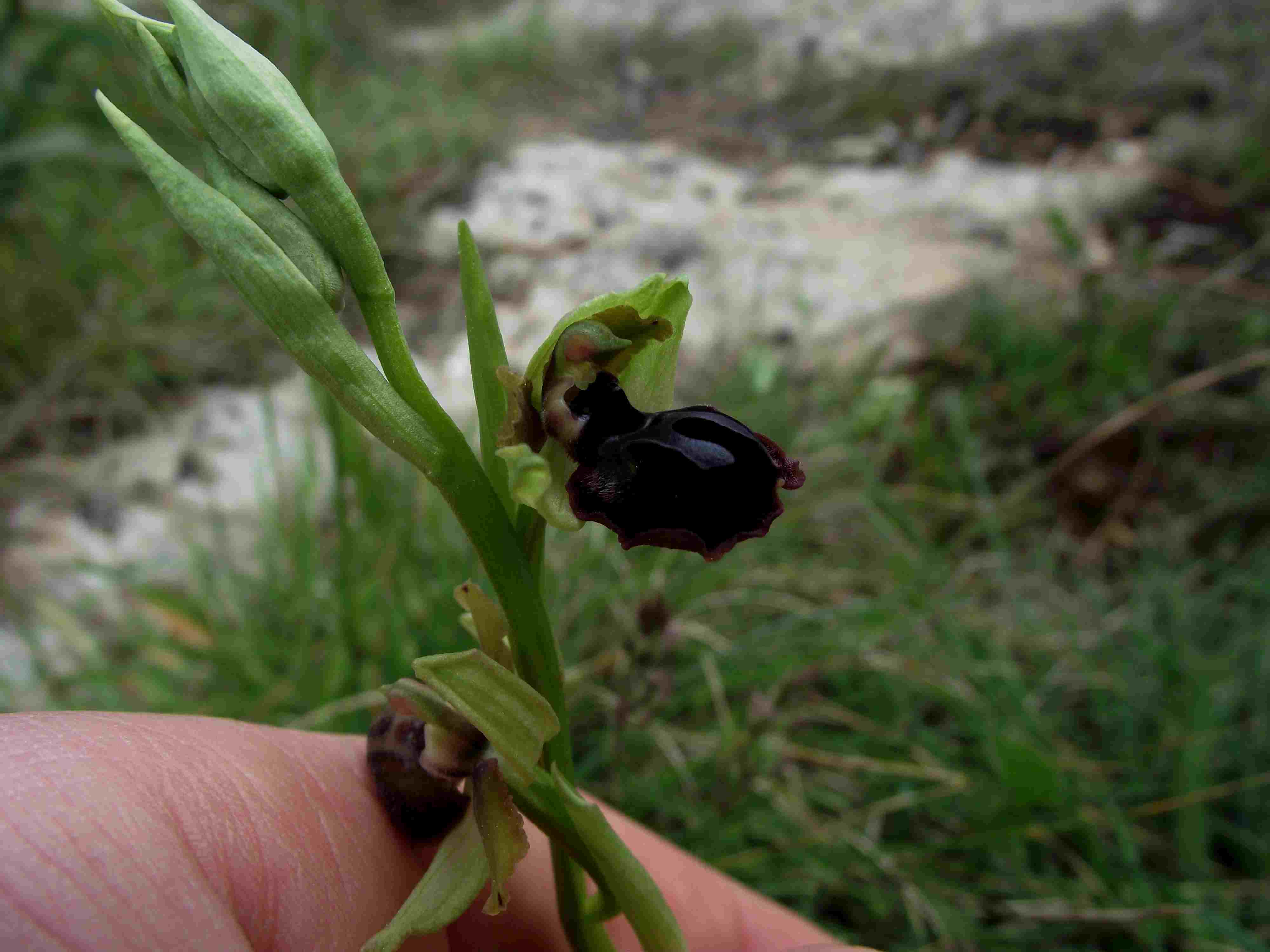 Identificazione orchidea